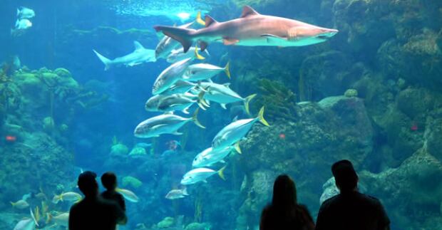 Aquarium