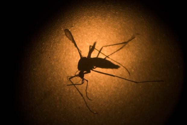 Zika mosquito Brazil