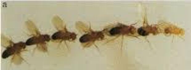 Fruit flies courtship chain