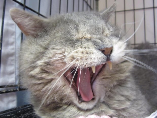 Gulliver the cat yawns
