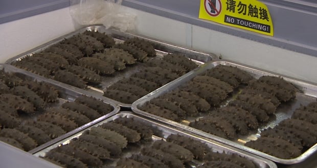 Sea cucumbers