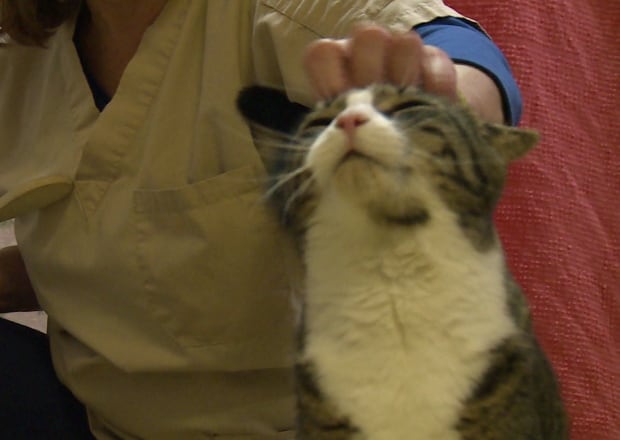 P.E.I. Humane Society working cat