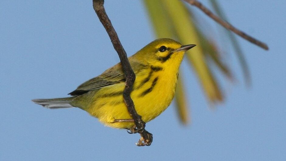 The range of songbirds like this prairie warbler is shrinking with climate change.