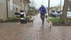 Sue Phypers walks her dogs in Kitsilano