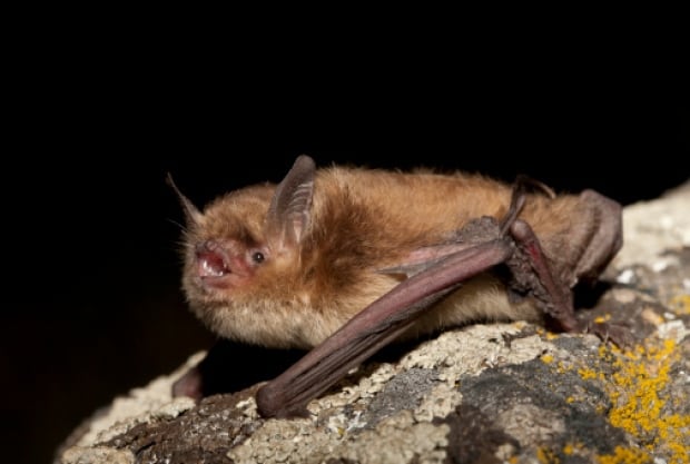 Little Brown Bat