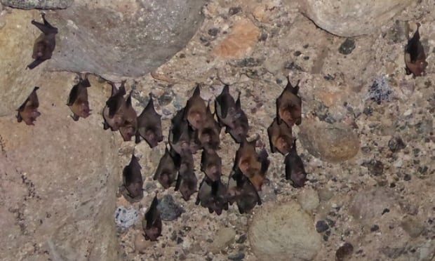 Pallas's long-tongued bat cave