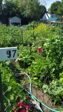Community Garden behind Carlington Community Health Centre