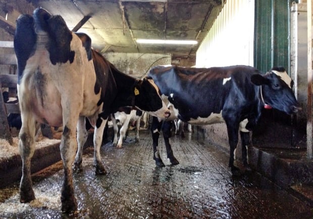 Food Farm Robotic Milking