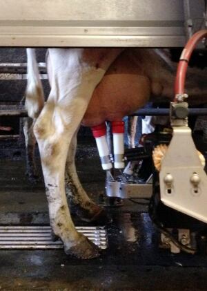 Food Farm Robotic Milking