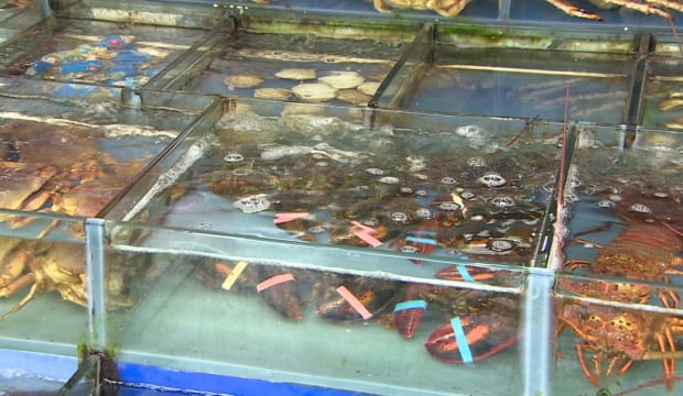 Live lobsters in a Chinese store