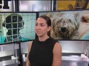 Sarah Liebl CAARE Rescue