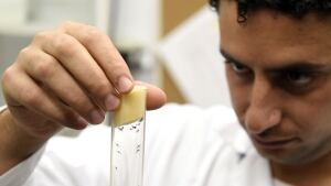 Aedes aegypti mosquitoes that can carry Zika virus