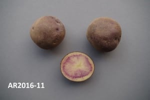 Purple and white potato