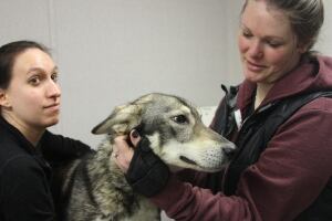 Iditarod Snow