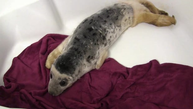 NS Injured Seal 20160211