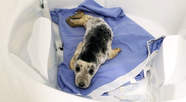 Seal pup Sammy