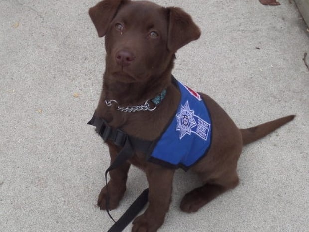 Citadel canine dog