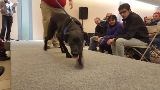 Saskatoon - Black Lab - Dog - adoption