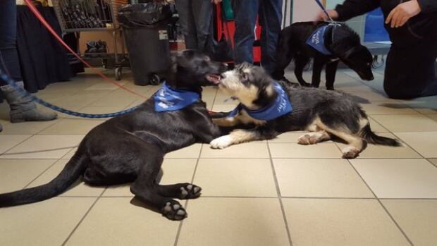 Saskatoon - dogs - adoption