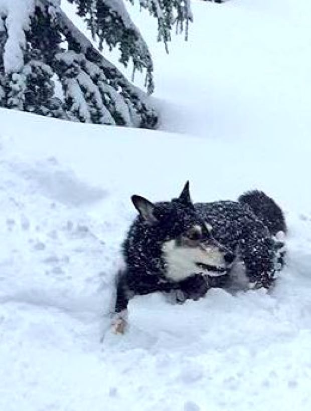 NSR Lost Hiker's dog