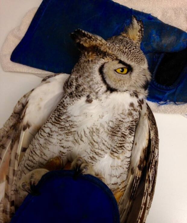 salthaven owl 5
