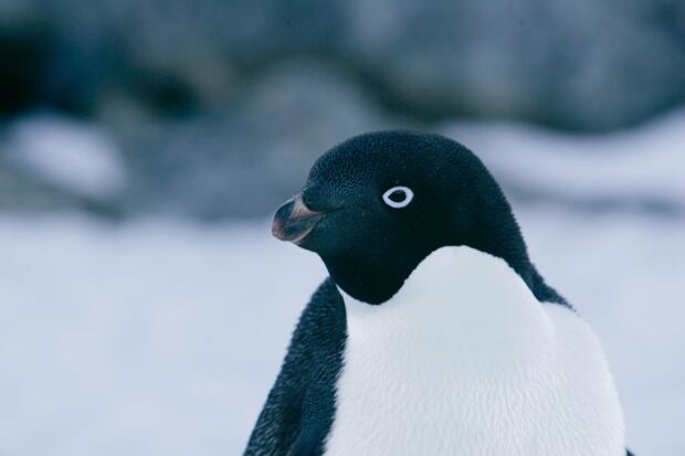 BIRDFLU-ANTARCTIC/