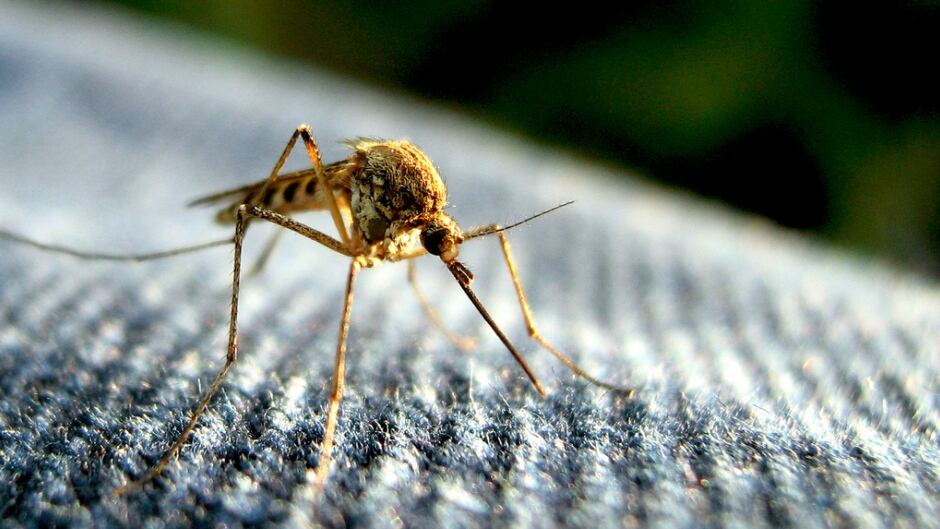 Malaria, West Nile, Chikungunya, Zika Virus: Is it time to wipe out mosquitoes entirely?