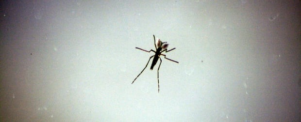 Mosquito Extinction