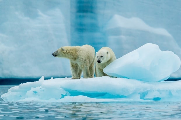 jaime sharp polar bear 2