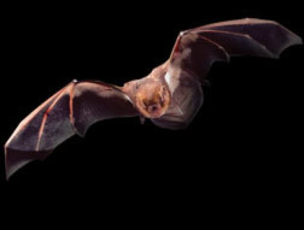 Eastern Red Bat (Lasiurus borealis)