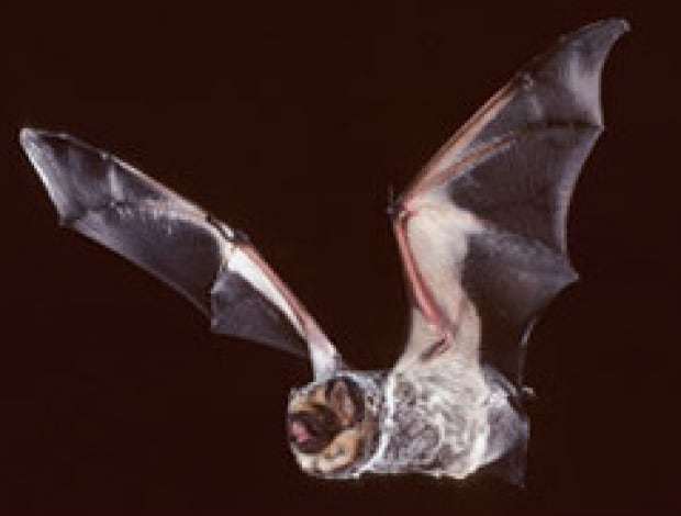 Hoary Bat (Lasiurus cinereus)