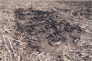 Burn sites