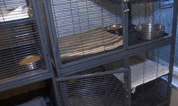 Surrey pet facility raided