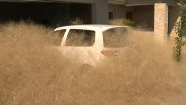 Hairy Panic Tumbleweed Afflicts Australian City Cbc News