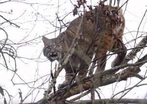 bobcat