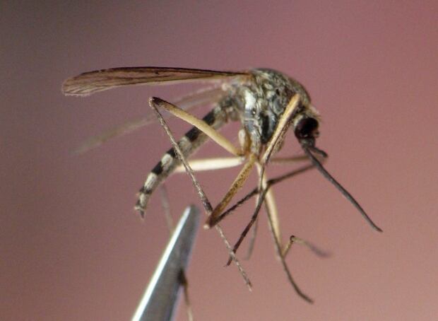 Sask West Nile 20100908