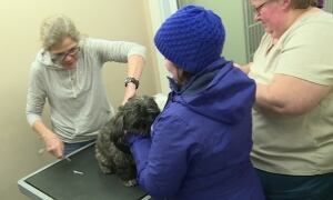 P.E.I. Humane Society microchip