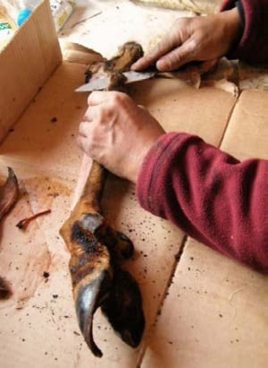 Caribou front leg