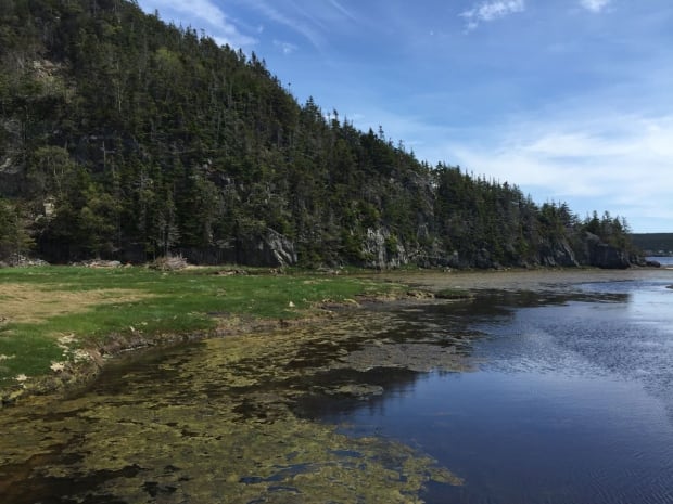 Coastal wetland Newfoundland