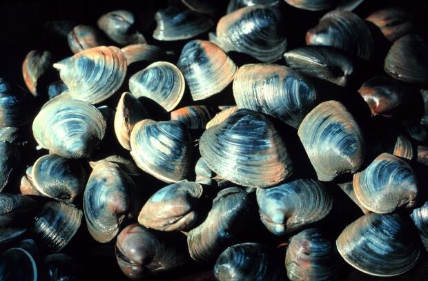 Quahog
