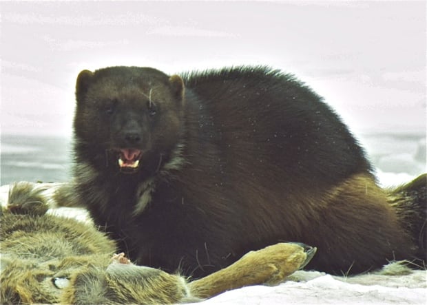 Wolverine at carcass