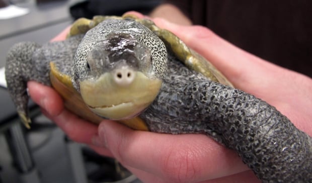 diamondback terrapin
