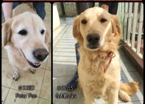 golden rescue