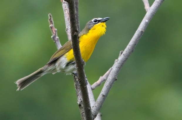 Yellow-breasted chat