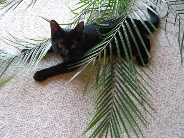 Mingus black cat