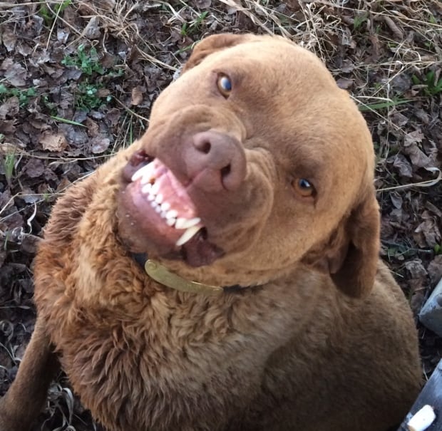 Chocco