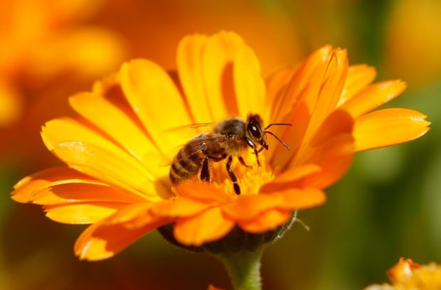 SCIENCE-PESTICIDES/BEES
