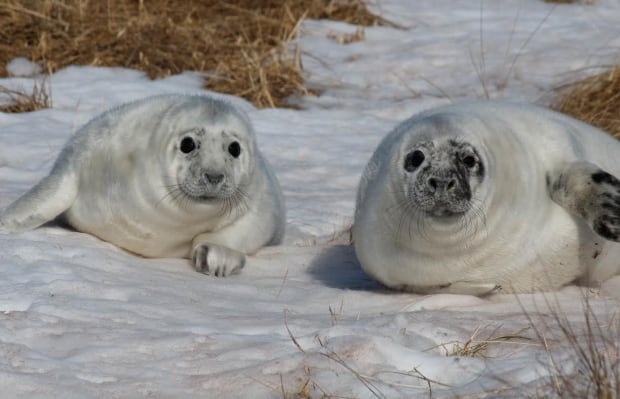 YourPEIWildlife