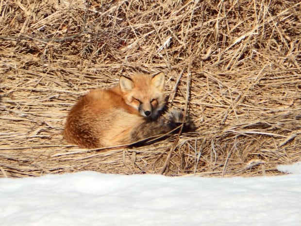 YourPEIWildlife-5