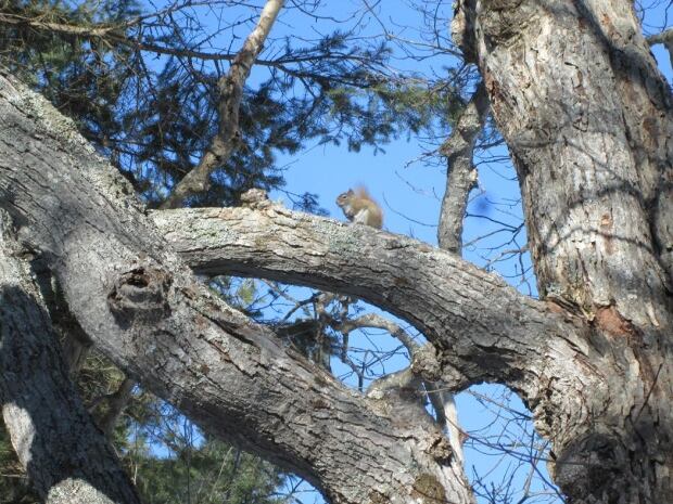 YourPEIWildlife-7